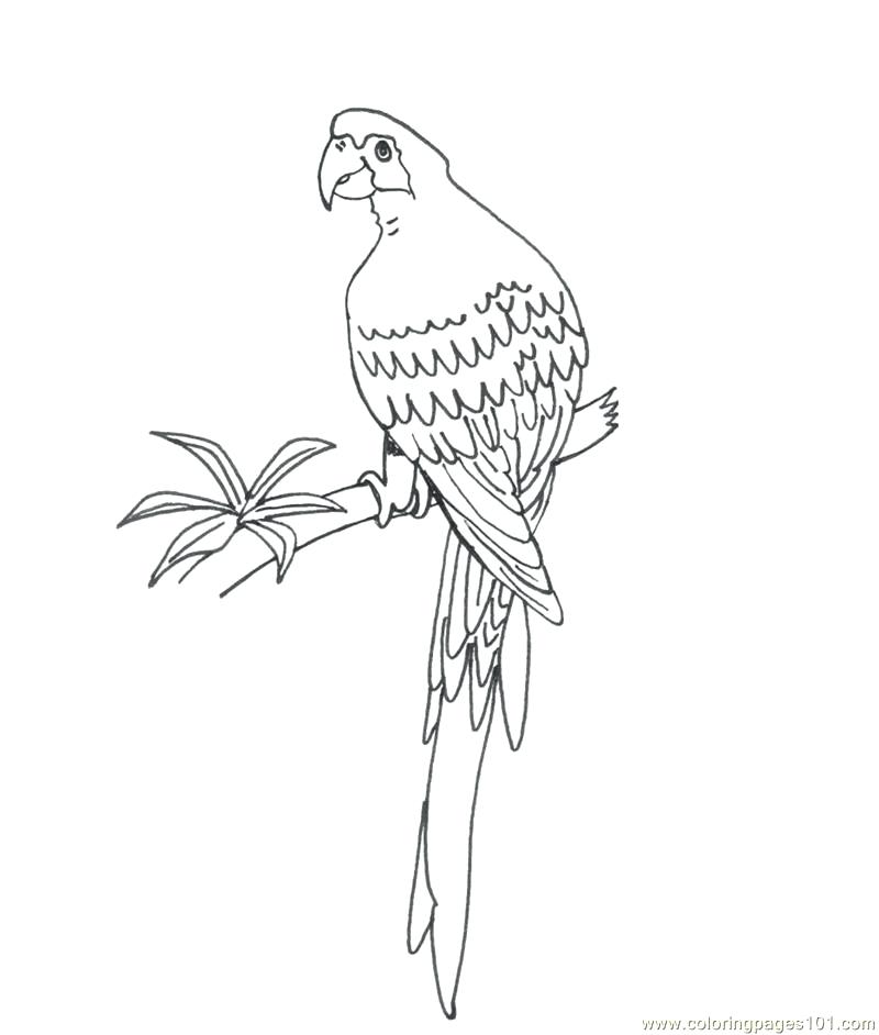 800x942 Parrot Coloring Pages Parrot Coloring Sheets Pirate Parrot