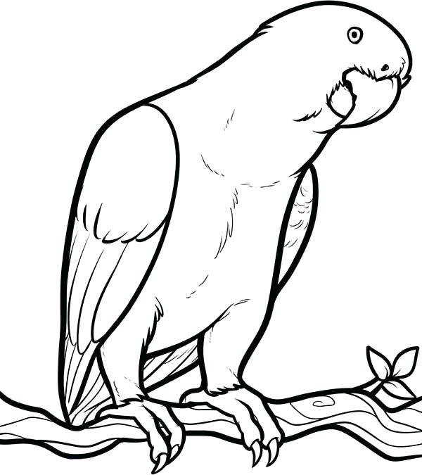 600x675 Parrot Coloring Pages Parrot Looking For Food Coloring Page