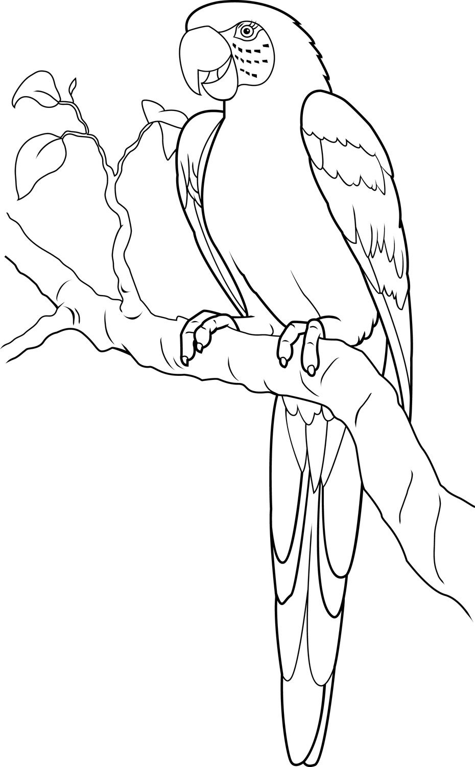 930x1500 Macaw