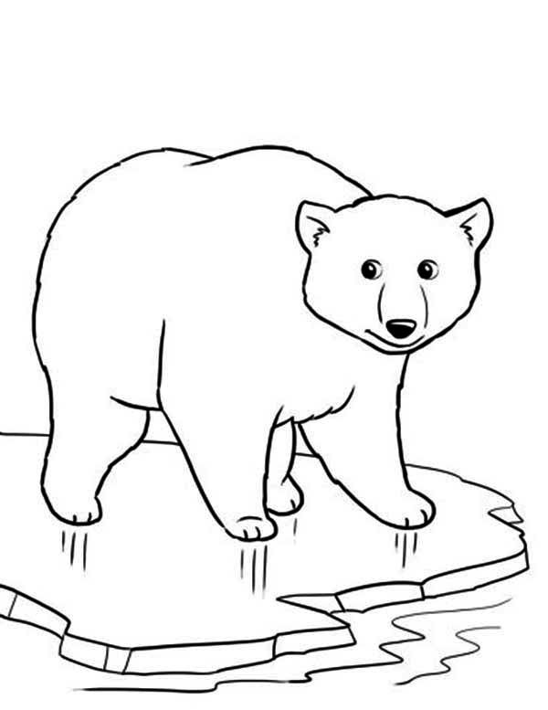 600x777 Exclusive Polar Bear Coloring Pages