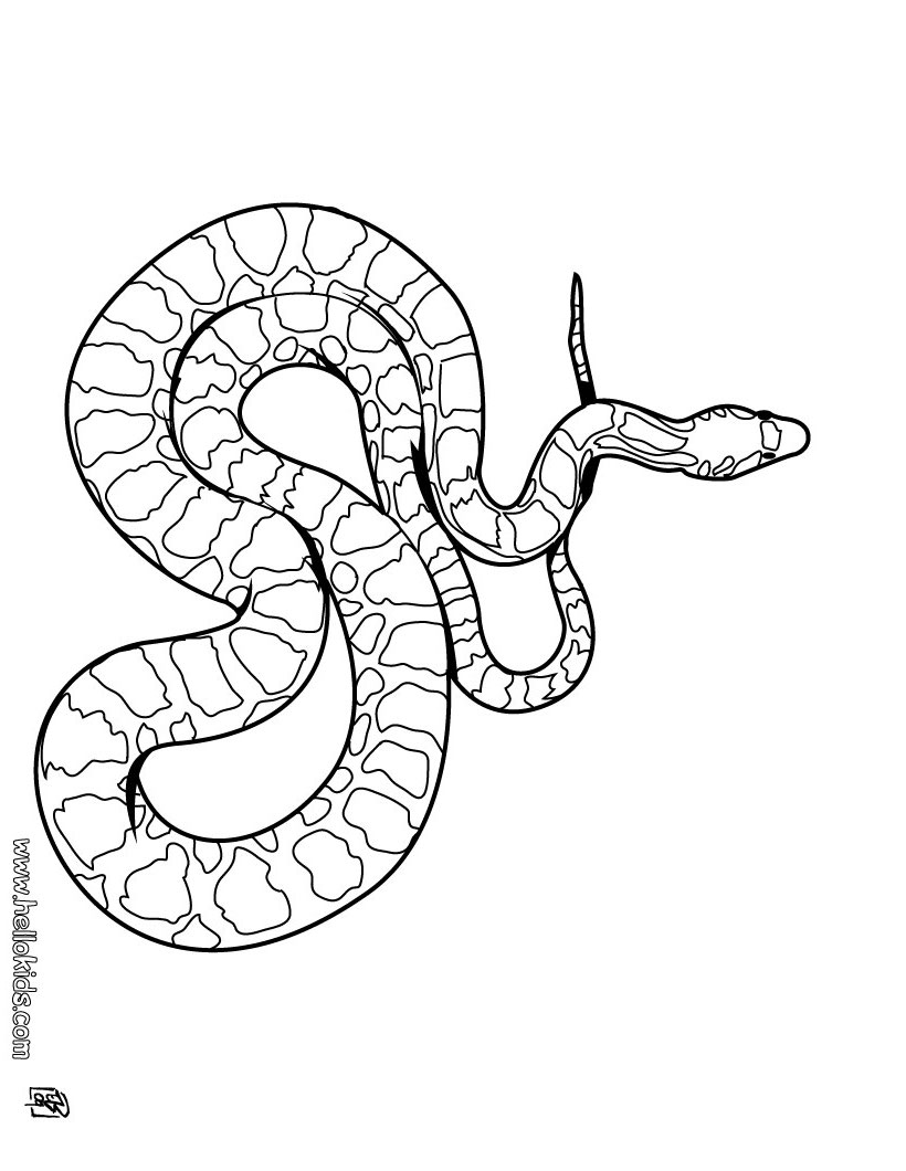 820x1060 Boa Snake Coloring Pages