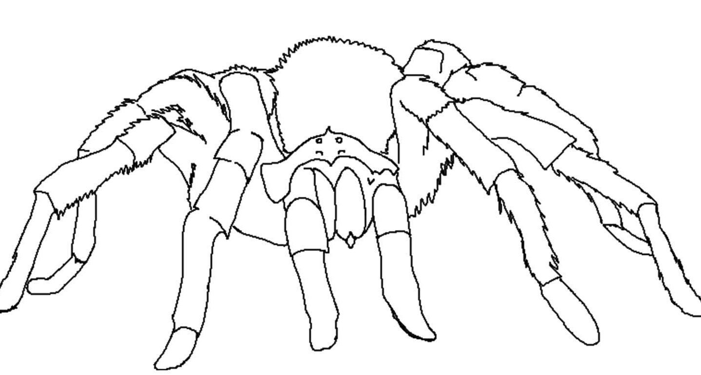 1440x771 Good Spider Coloring Page Look Real For Kids Animals Free