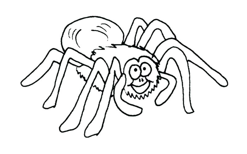 800x500 Itsy Bitsy Spider Coloring Sheets Spider Color Page Spider Web