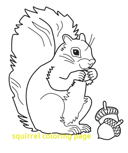 427x512 Gray Squirrel Coloring Page Squirrel Color Page Download