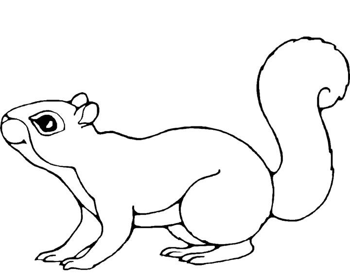 720x576 Squirrel Coloring Pages Squirrel Coloring Pages 1.jpg Applique