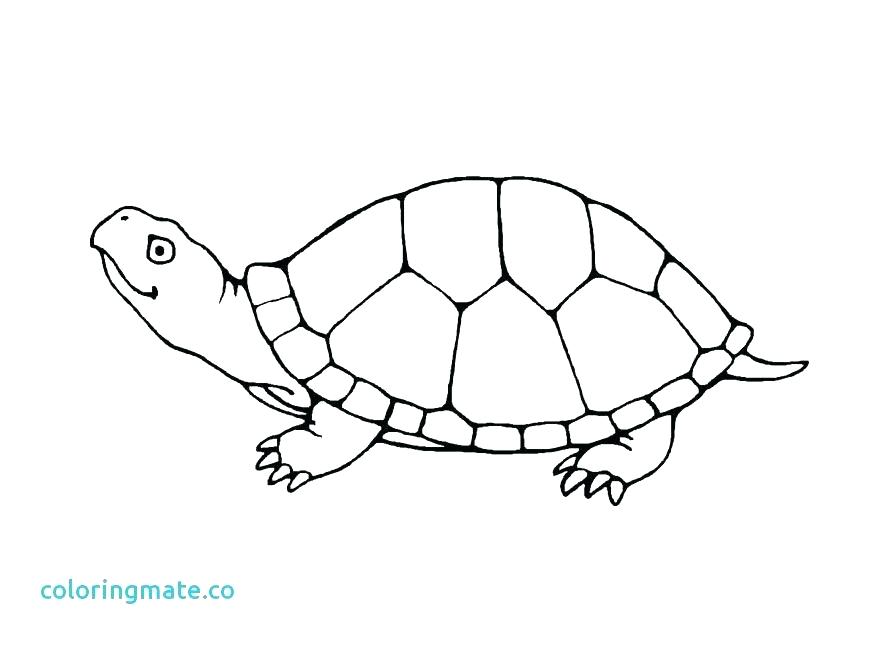871x647 Cartoon Turtle Coloring Pages Ninja Turtle Free Coloring Pages