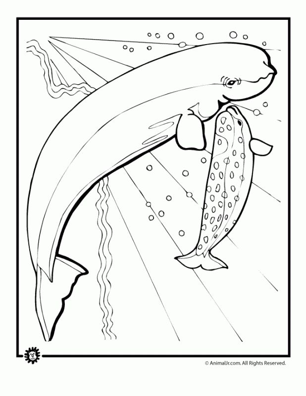 Cartoon Whale Coloring Pages