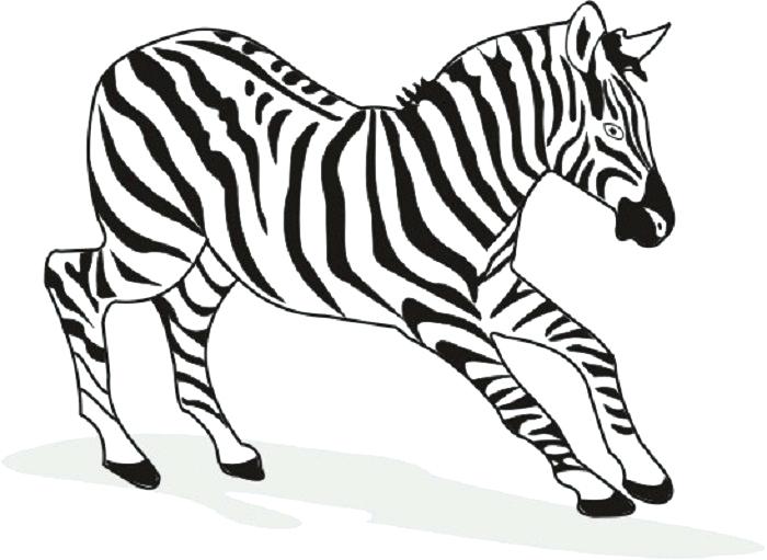 700x511 Zebra Pictures To Color With Free Printable Zebra Coloring Pages