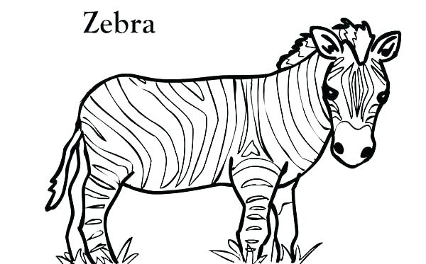 600x373 Zebras Color At Birth Pictures Of Zebras To Color Zebra Coloring
