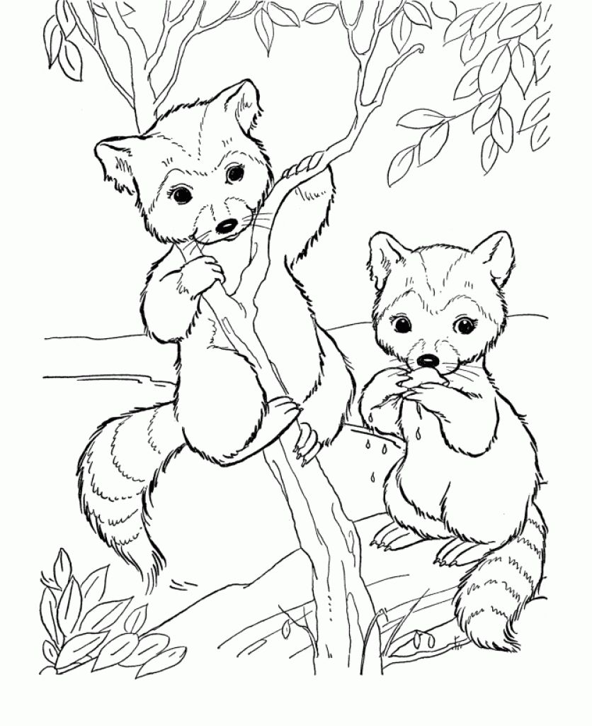 836x1024 Free Cute Raccoon Cartoon Animal Coloring Pages Printable Animal