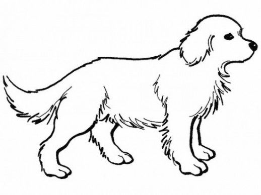 518x388 Coloring Pages With Dogs And Cats Animal Coloring Pages Of Cat Dog