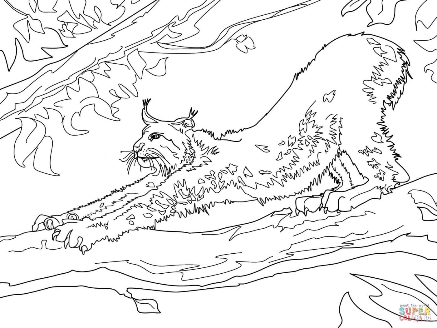 1400x1050 Leopard Coloring For Kids Archaicawful Lynx Pages Minnesota