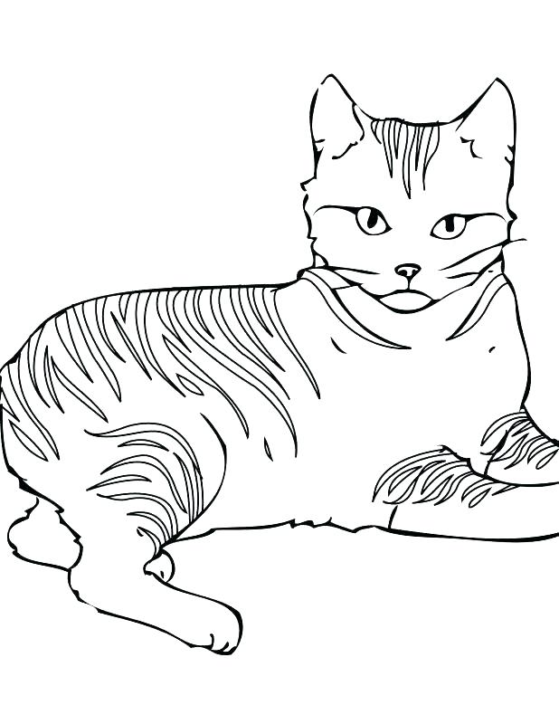 618x800 Warrior Cats Coloring Pages Warrior Cat Coloring Pages Stock