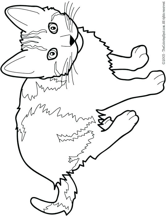 540x706 Amazing Cat Coloring Pages For Kids And Kitty Printable 52 Cars