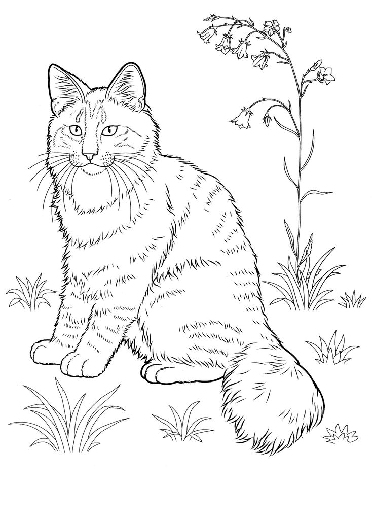 736x1027 Splat The Cat Coloring Pages 440 Best Coloring Cats Coloriages