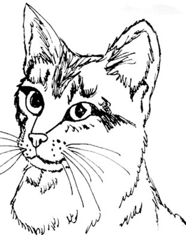 600x757 Cute Kitty Cat Coloring Pages Photo 138915
