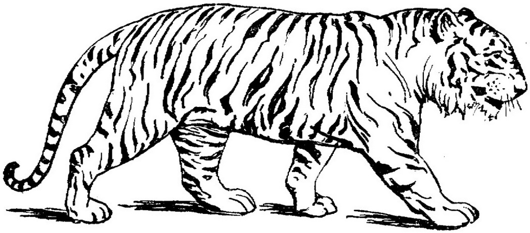 Cat Picture Coloring Page