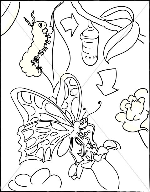 479x612 Hungry Caterpillar Butterfly Coloring Page Awesome With Cocoon