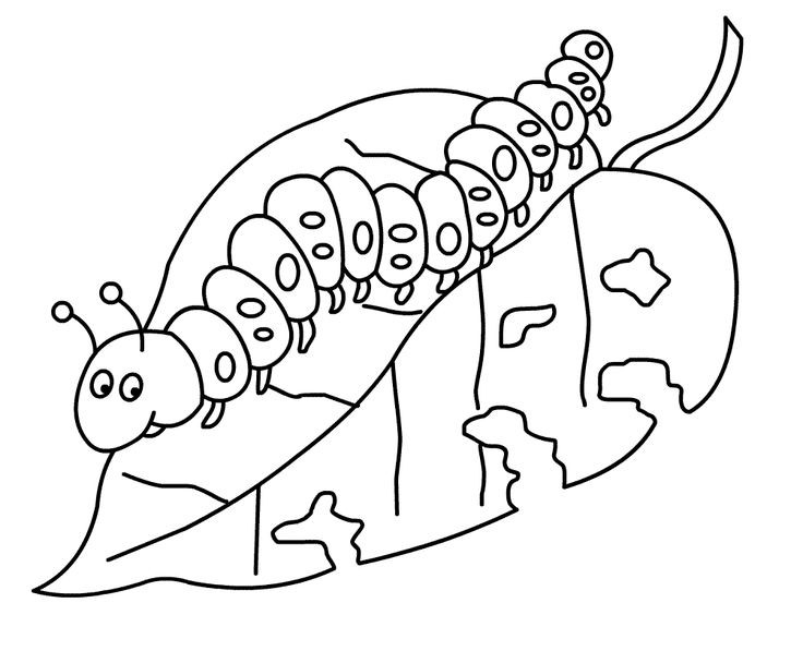 736x597 Hungry Caterpillar Butterfly Coloring Page Fresh 108 Best The Very
