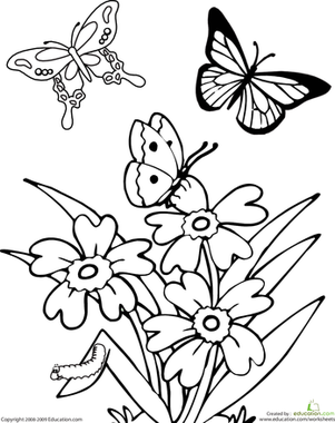 301x380 Butterfly Worksheet