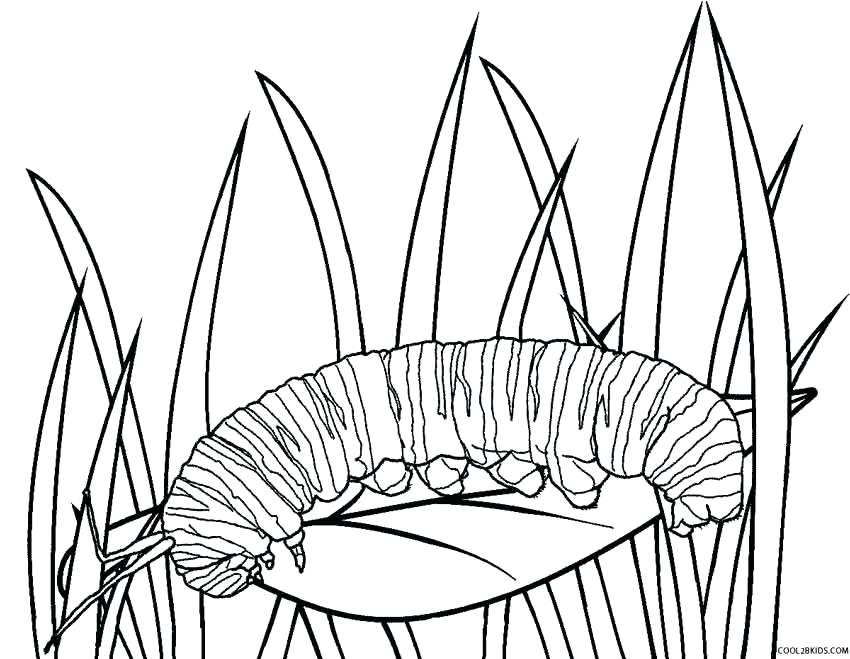 850x659 Monarch Caterpillar Coloring Page Coloring Page