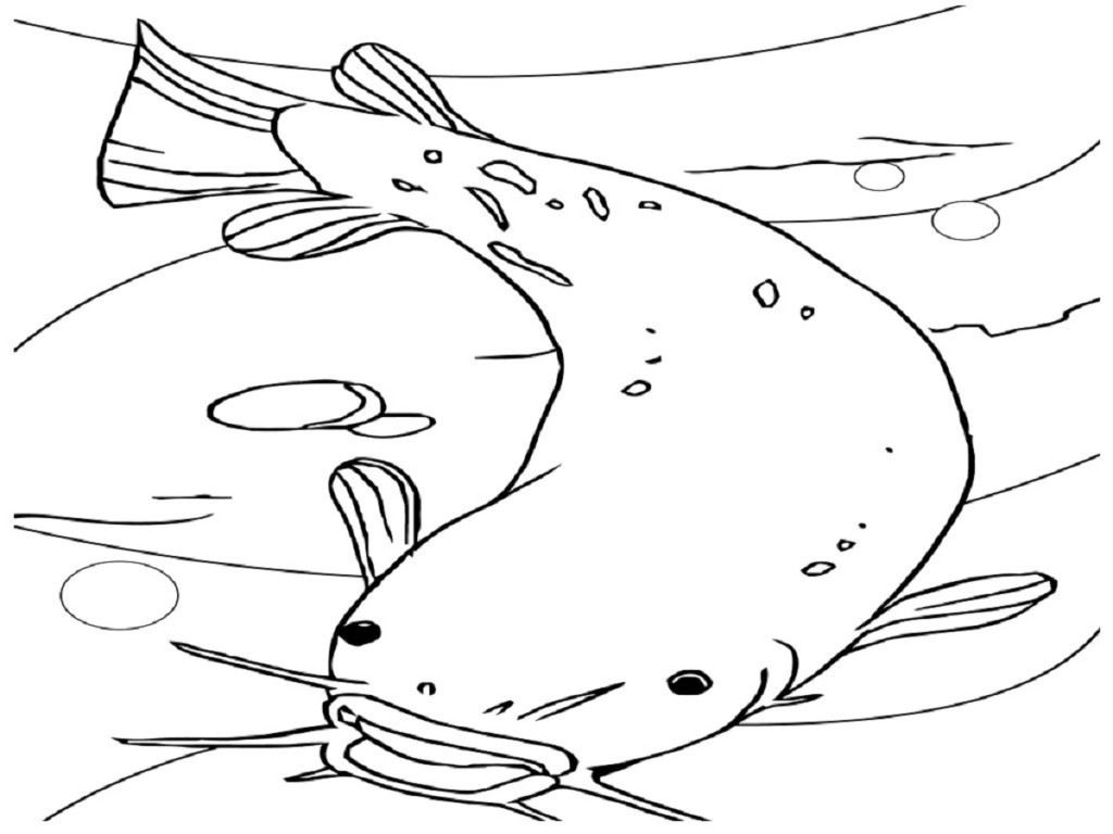 Catfish Coloring Page