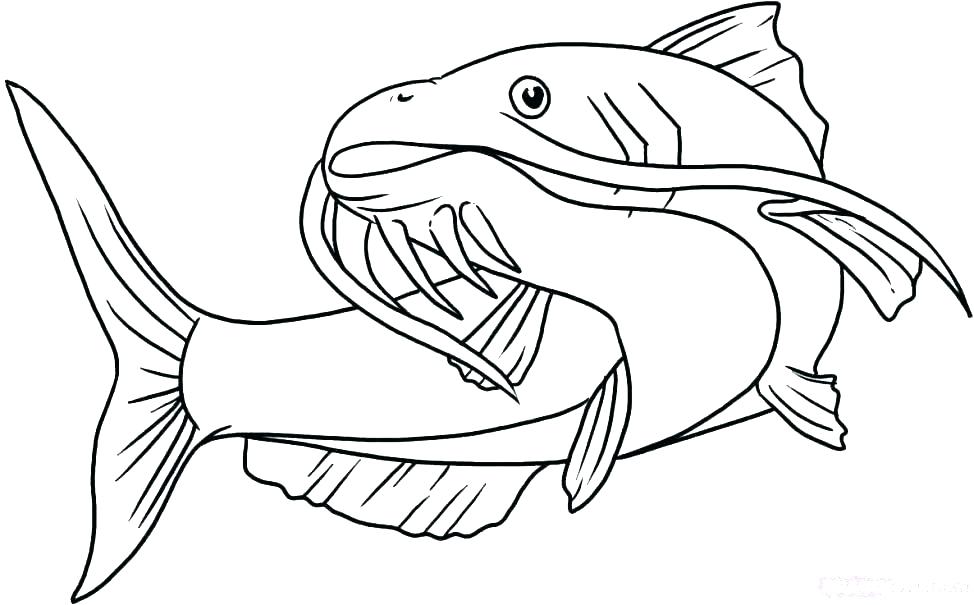 974x605 Catfish Coloring Page Catfish Coloring Page Seaweed Coloring Pages