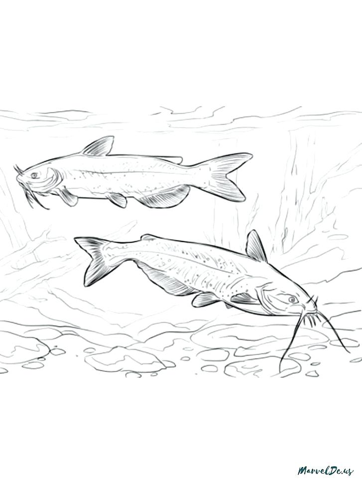 727x970 Catfish Coloring Page Coloring Book Drawings Also Catfish Coloring