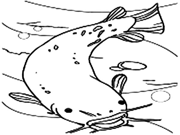 600x450 Wide Mouth Catfish Coloring Pages Best Place To Color