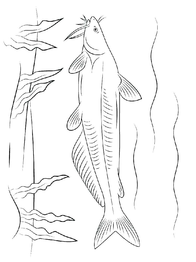 750x1000 Catfish Coloring Page Catfish Coloring Page Catfish Coloring Page