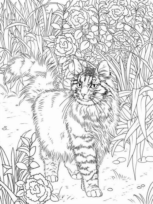 500x667 Online Coloring Pages For Adults Cats Art Cat Coloring Gallery One