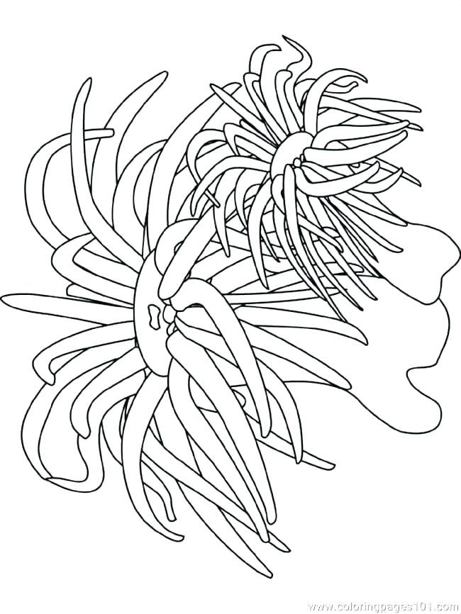 650x866 Plants Coloring Pages Plants Vs Zombies Coloring Pages Cattail