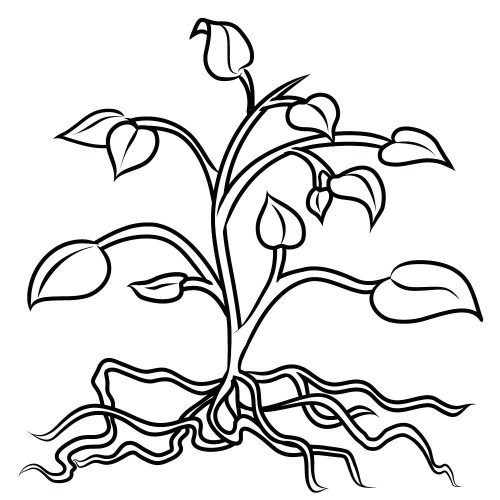 500x500 Coloring Pages ~ Plant Coloring Pages Dot To And Page Umbrella