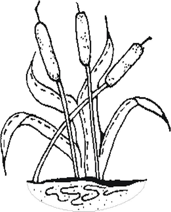 725x900 Cattails Coloring Page
