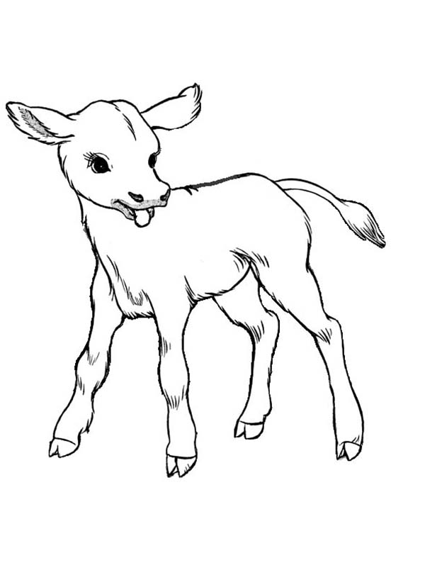 600x828 Drawn Cattle Color Many Interesting Cliparts