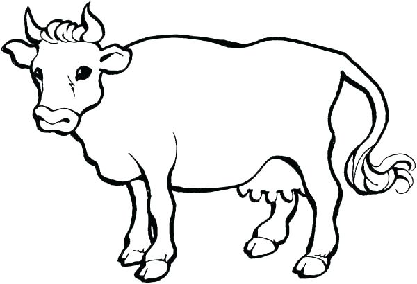 600x410 Cow Printable Coloring Pages