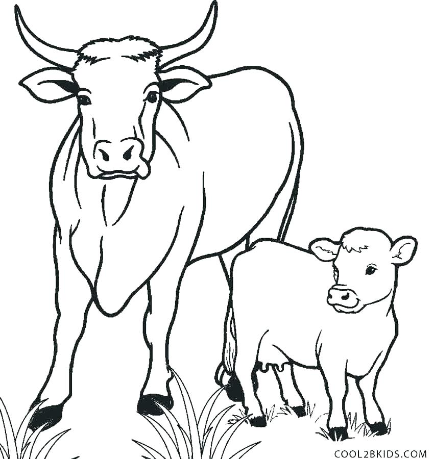 850x900 Coloring Pages Of Cows Cow Color Pages Cows Coloring Pages Color