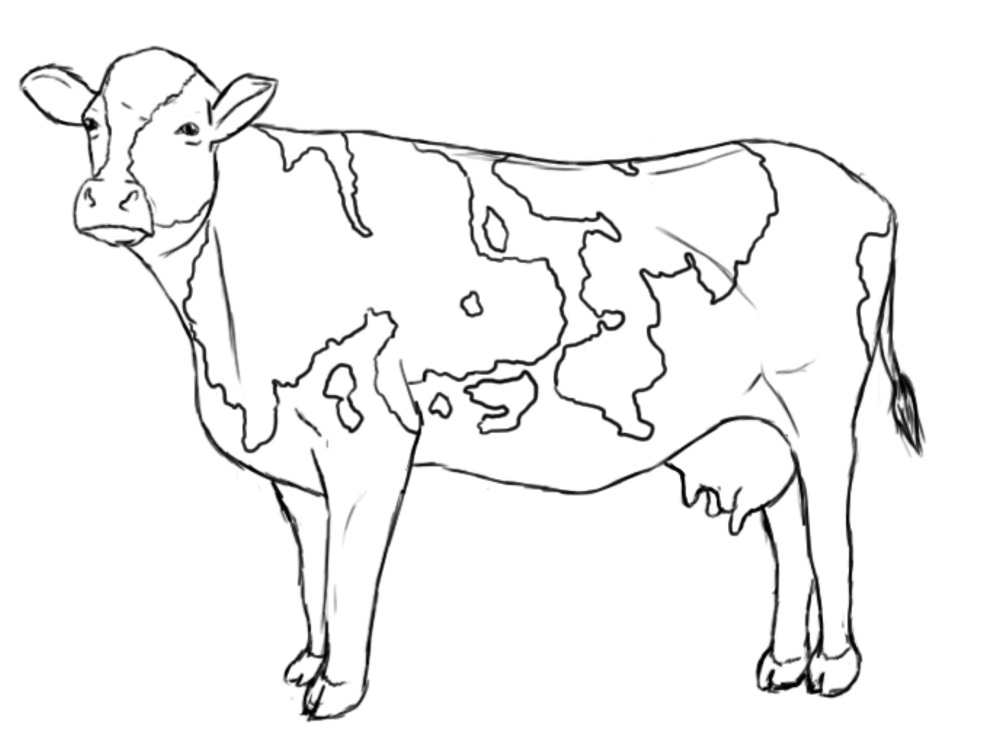 1443x1080 Cow Coloring Cattle Cows Pages Me