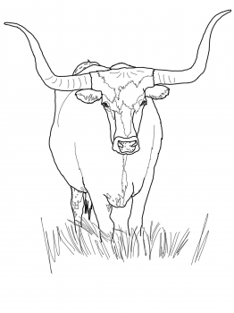 262x350 Texas Longhorn Cattle