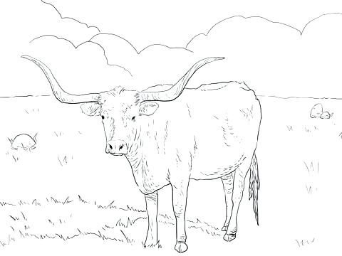 480x360 Cattle Coloring Pages Cattle Breed Coloring Pages Longhorn Cow