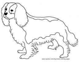 260x201 Cavalier King Charles Spaniel Coloring Page Crafts