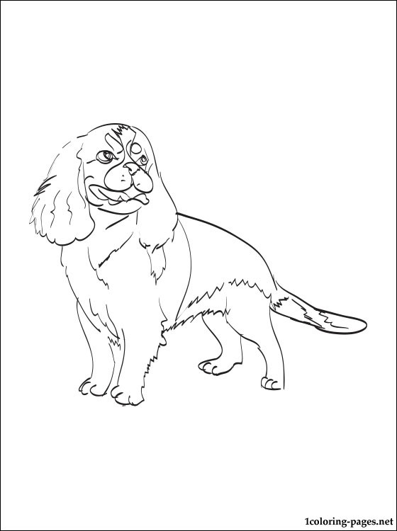 560x750 Cavalier King Charles Spaniel Coloring Page Coloring Pages