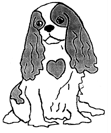 381x457 Mitral Valve Disease And The Cavalier King Charles Spaniel