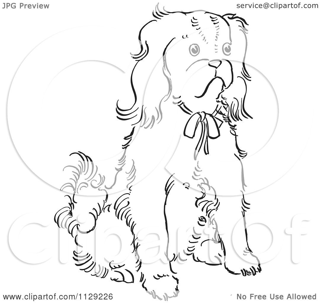 1080x1024 Cartoon Clipart Of An Outlined Cavalier King Charles Spaniel Dog