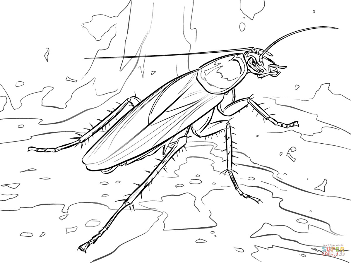 1199x899 Bat Cave Cockroach Coloring Page Free Printable Pages