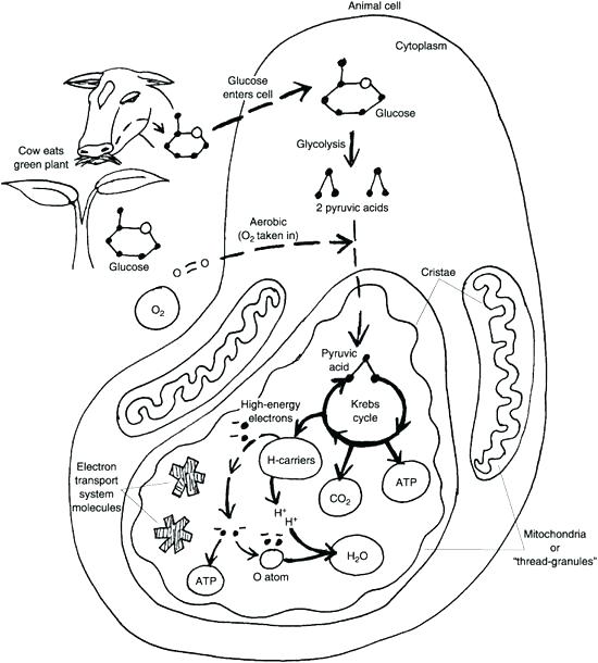 550x610 Cell Coloring Page Animal Cell Coloring Page Answers Animal Cell
