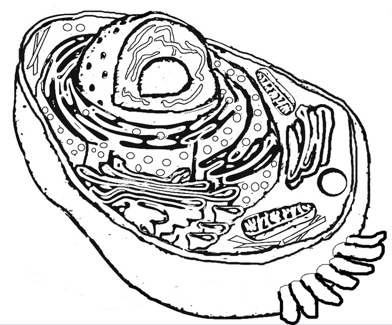 772x640 Cell Coloring Page Fresh Free Prokaryotic Cell Coloring Pages