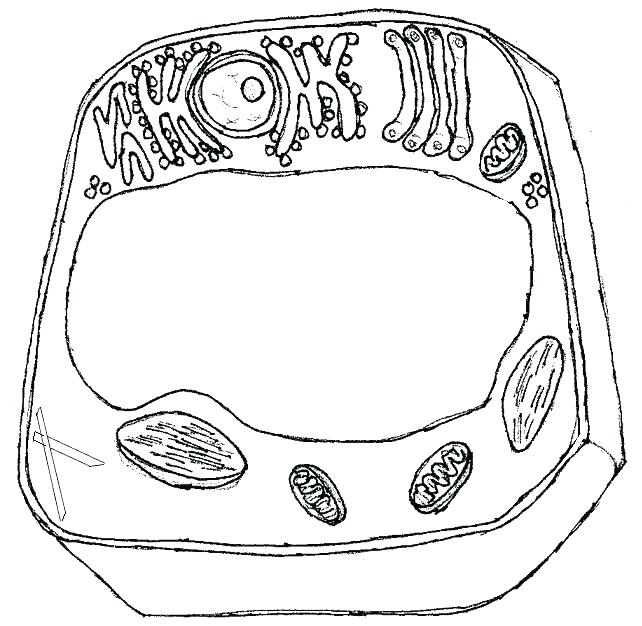 642x626 Cell Coloring Page Photosynthesis Coloring Worksheet Animal Cell