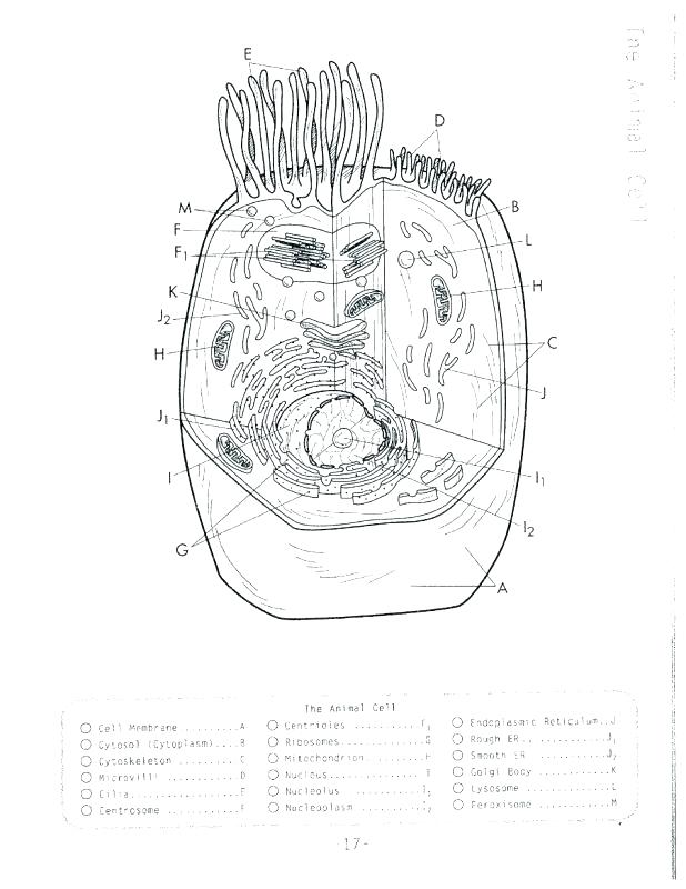 618x800 Animal Cell Coloring Page Cell Artwork Search Animal And Plant