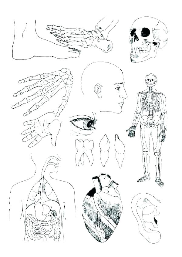 600x847 Coloring Pages Blood Worksheet Answers Coloring Pages Blood